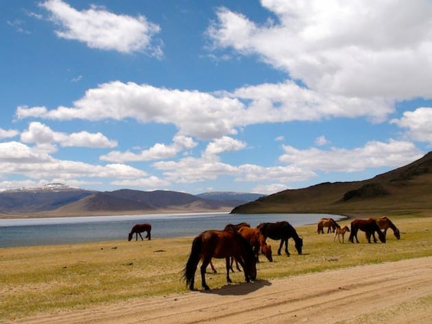 chevaux white lac expedition en van russe mongolie