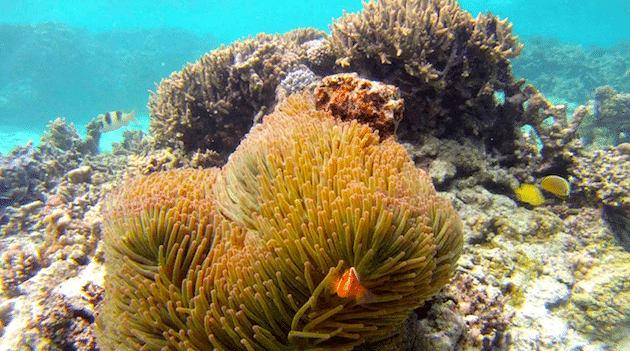 poisson clown anémone baie de jinek lifu nouvelle calédonie