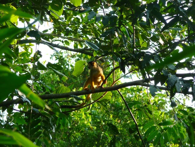 singe capucin Parc national Madidi bolivie