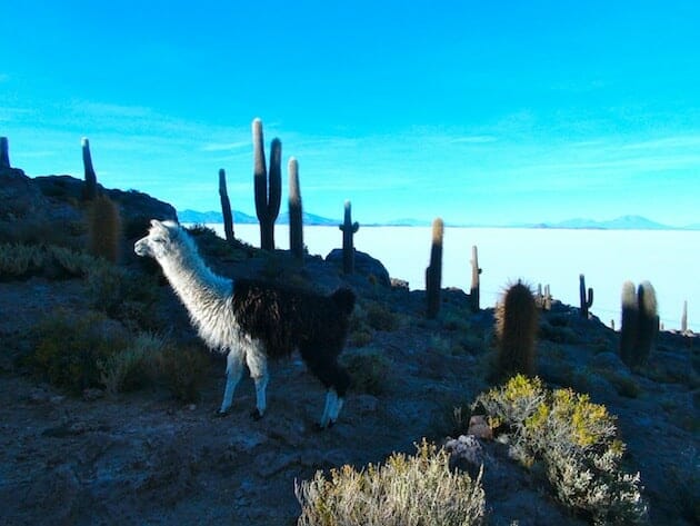 lama salar d'Uyuni bolivie