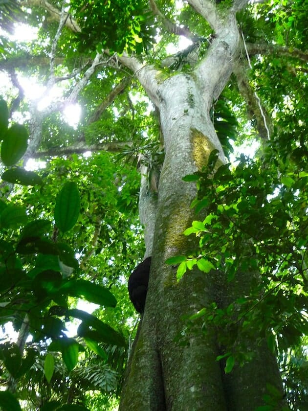 arbre géant parc national de Madidi Bolivie