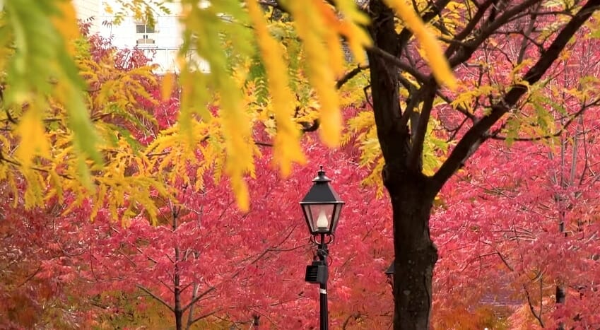 couleur automne montréal