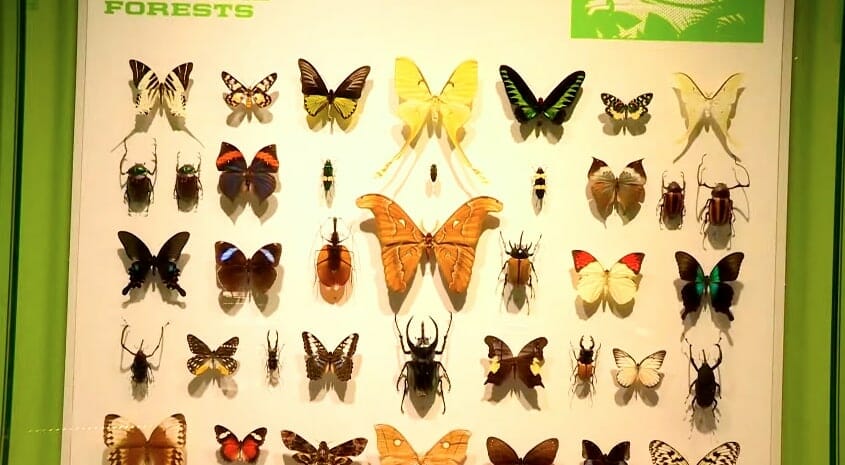 insectarium montreal