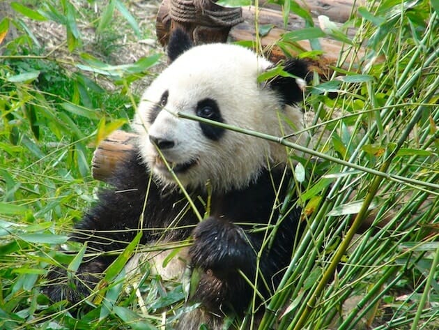 Panda centre de préservation de chengdu chine que faire en Chine que faire en Chine