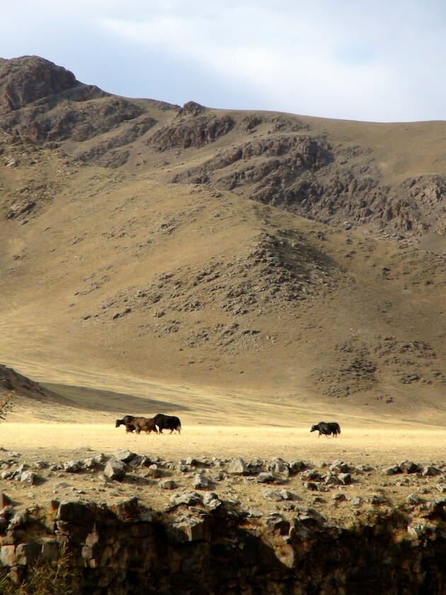 Yack montagne canyon mongolie