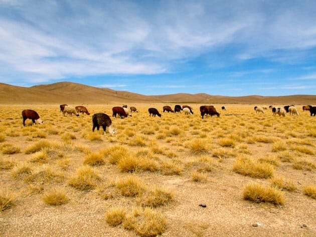 lamas sud lipez expédition salar d'uyuni bolivie