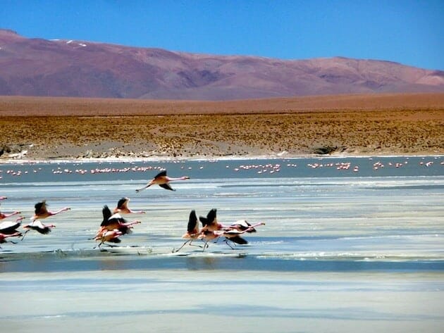 flamands-rose-sud-lipez-salar-duyuni-bolivie