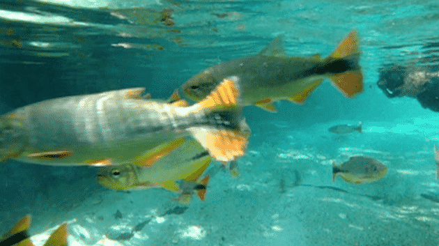 Nager dans les rivières crystallines de Bonito, Brésil