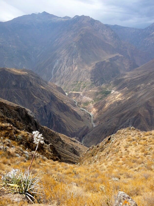 fleurs canyon de colca arequipa pérou