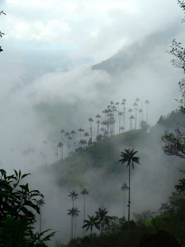 vallée de cocora dans la brumecolombie