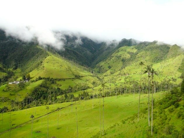 palmiers de la vallée de cocora salento colombie