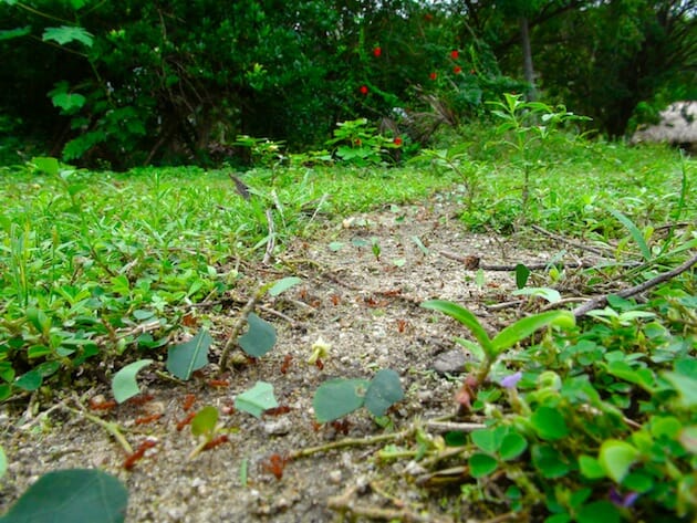 fourmis coupeuses parc de tayrona colombie