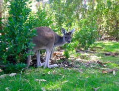 Kangourou Yanchep parc national australie