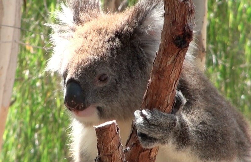 Koala Yanchep national parc australie
