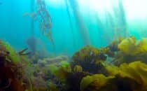 chasse-sous-marine-bretagne