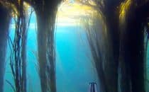 chasse-sous-marine-bretagne-roscoff