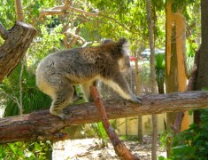 koala blog voyage vizeo australie koala blog voyage vizeo australie