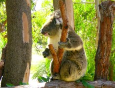 koala parc national de Yanchep