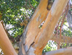 koalas parc yanchep roadtrip australie koalas parc yanchep roadtrip australie