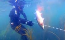 mulet-chasse-sous-marine-bretagne