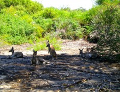 sieste dekangourous yanchep australie sieste dekangourous yanchep australie