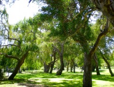 yanchep national parc roadtrip australie yanchep national parc roadtrip australie