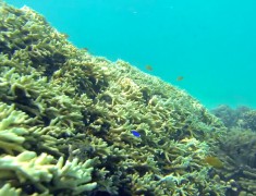 coraux exmouth australie