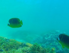 poissons coral bay australie