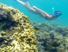 snorkeling exmouth australie