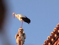 cigogne alcala de henares cigogne alcala de henares
