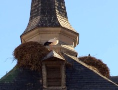 nid de cigogne alcala de henares nid de cigogne alcala de henares