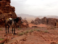cheval jordanie wadi rum mont