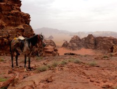 cheval jordanie wadi rum mont cheval jordanie wadi rum mont