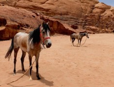 chevaux desert wadi rum jordanie hevaux desert wadi rum jordanie