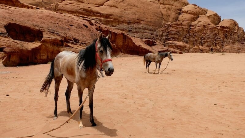 randonnee cheval jordanie
