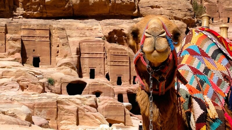 dromadaire petra jordanie