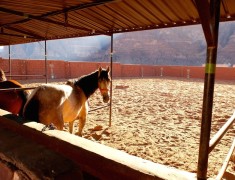ecuries wadi rum ecuries wadi rum
