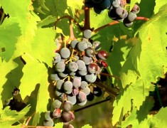 grappe de raison vin du chianti italie grappe de raison vin du chianti italie