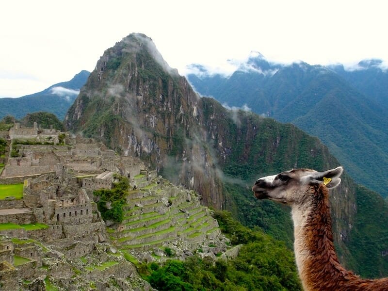 lama au machu picchu