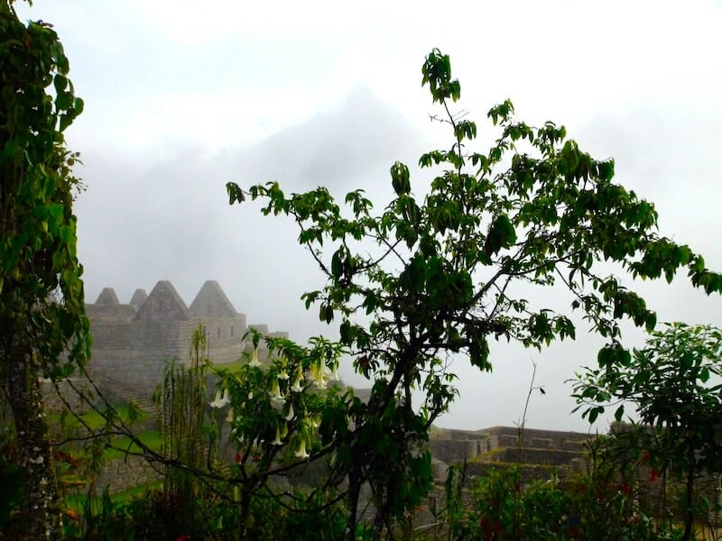 vegetation presente sur le machu picchu