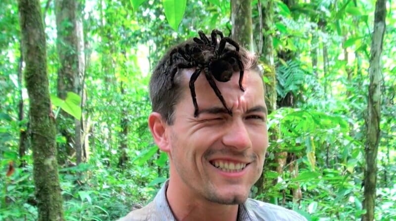 Parc National de Madidi - Bolivie mygale