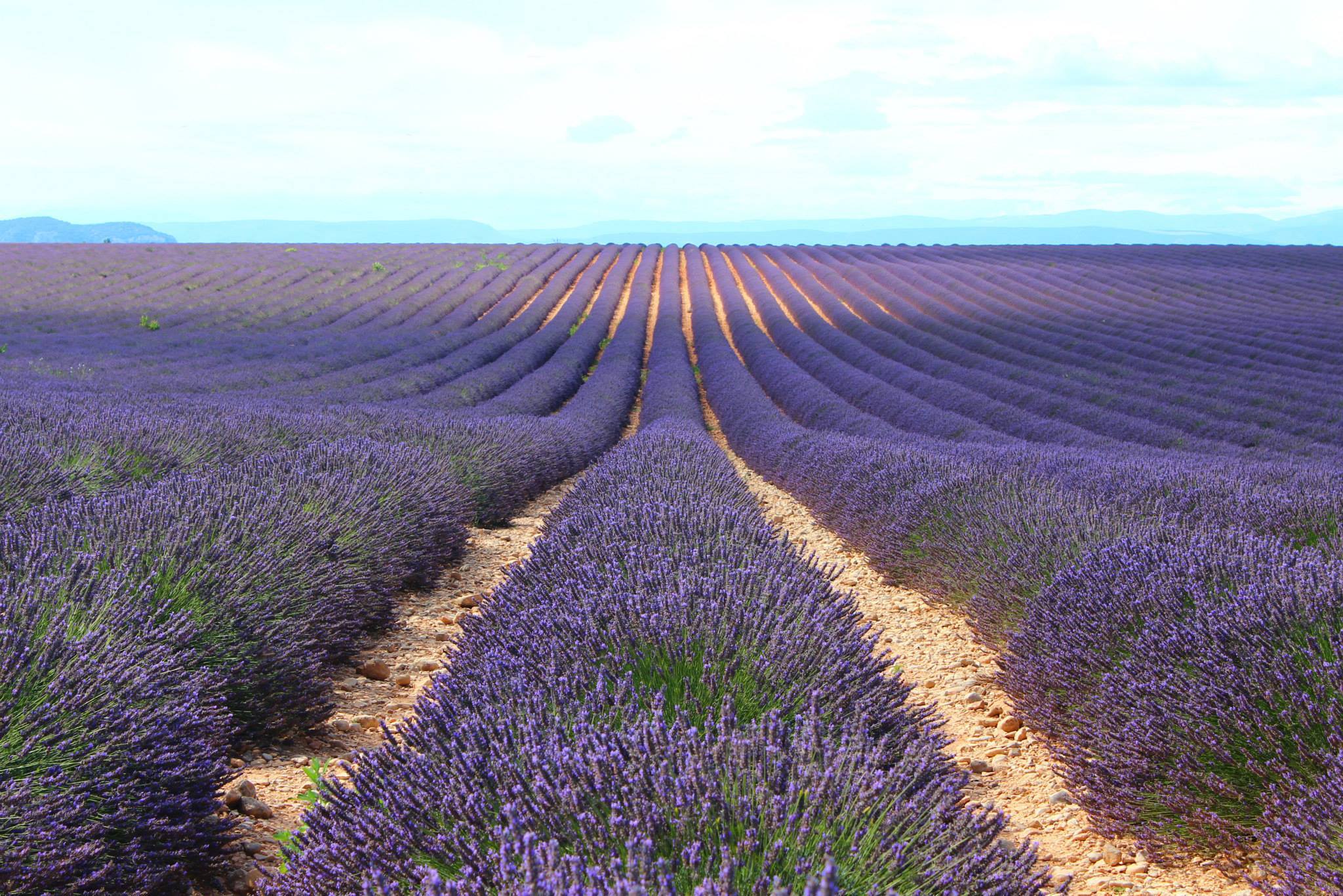 le plateau de Valensole