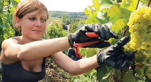 travail ferme australie