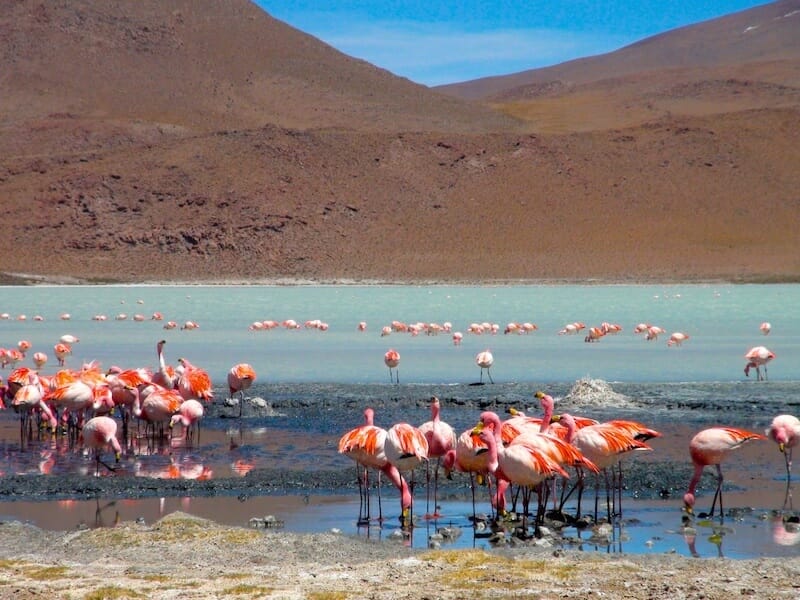 flamand roses sud lipez flamand roses sud lipez