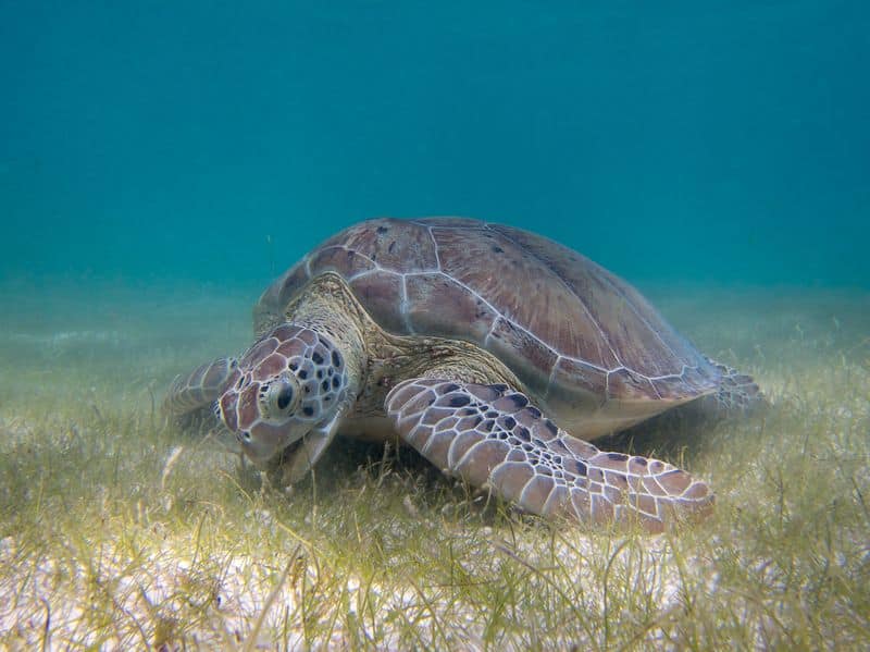 tortue moalboal beach