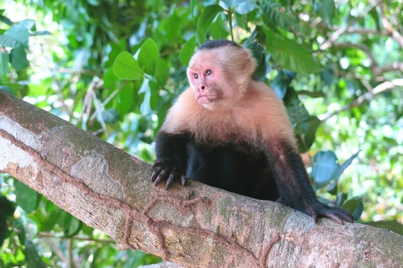 Singe capucins manuel antonio Costa Rica Singe capucins manuel antonio Costa Rica