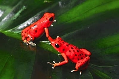 grenouille rouges grenouille rouges