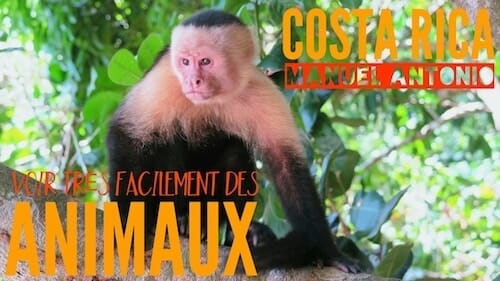 Costa Rica : Manuel Antonio, le parc national pour voir très facilement des animaux parc manuel antonio costa rica