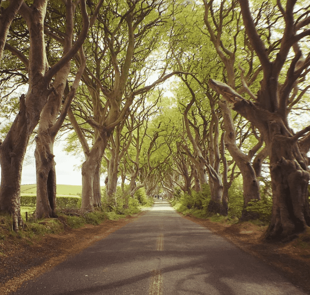 route arbre irlande du nord