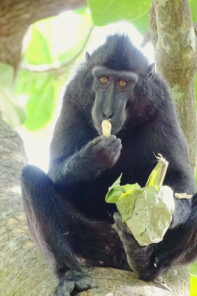 macaque-noir-parc-de-tangkoko macaque-noir-parc-de-tangkoko